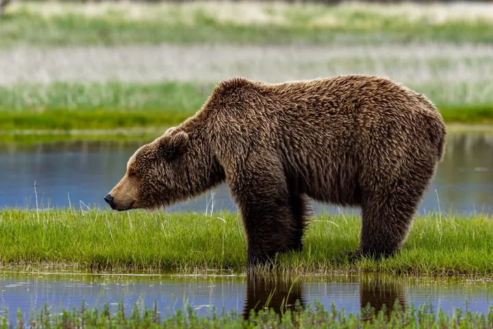 Coastal brown bear pausing on a sedge flat beside a tidal channel, Katmai National Park