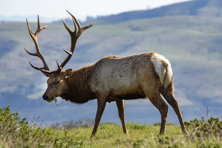 Bull tule elk in profile with large branching antlers, Point Reyes National Seashore