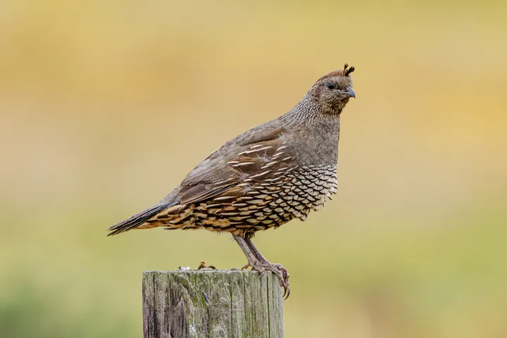 California Quail perched on a weathered fence post, Point Reyes National Seashore